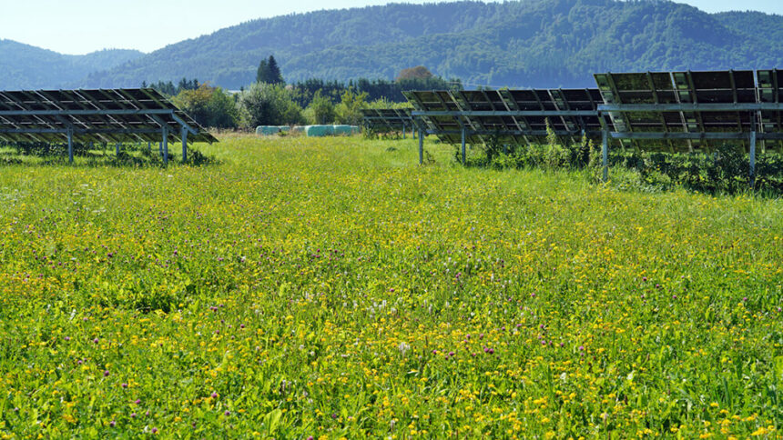 Energie ernten und Vielfalt fördern