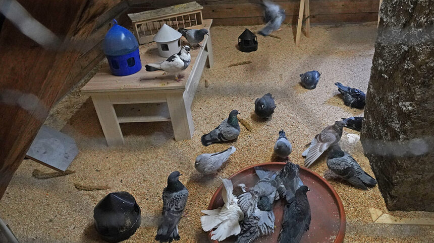 01 tauben eingewöhnungsvoliere © dieter heise