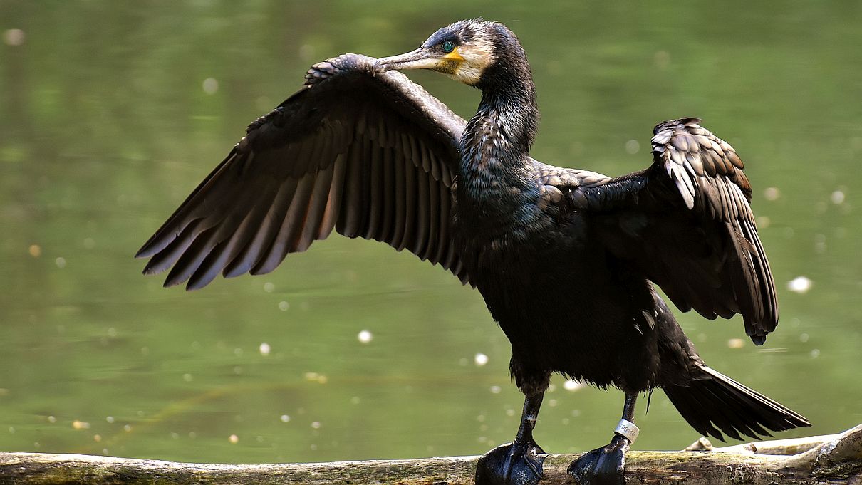 Kormoran, Symbolbild von Alexa auf Pixabay