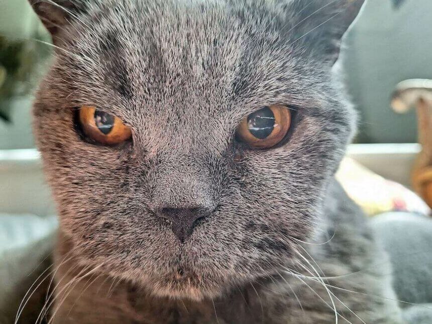 Kater Isidor wirft einen prüfenden Blick auf Sie, um die Zeit bis zur nächsten Zwischenmahlzeit zu überbrücken.