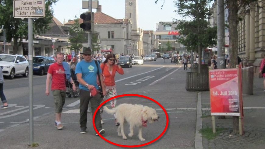 Konstanz Bahnhofstraße mit Hund, 23.5.2018 © Harald Borges