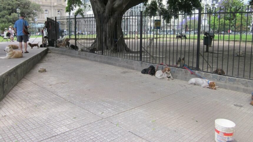 Glückliche Hunde im öffentlichen Raum, Buenos Aires © O. Pugliese