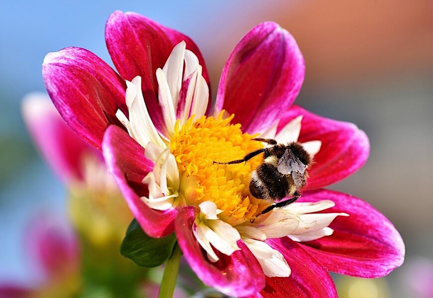 Hummel auf Blüte.