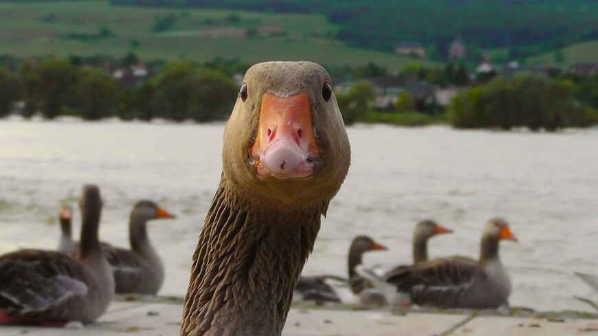 Ruhe bitte … Ruhe, verdammt nochmal!