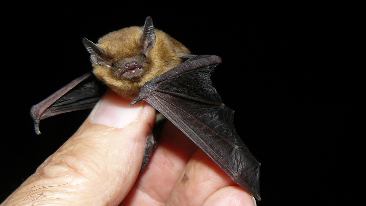 Fledermaus Kompr (c) Stadt Kreuzlingen