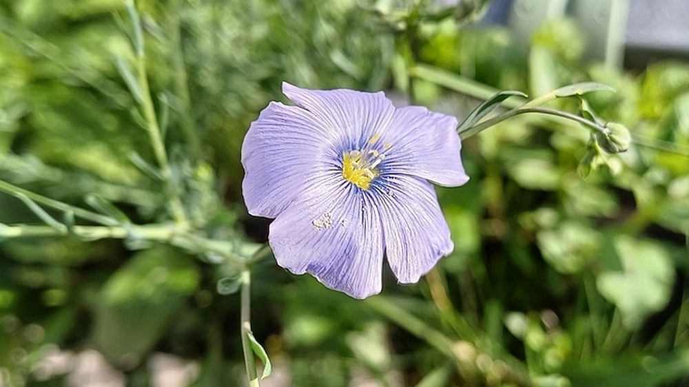Müsliblume Linum Usitatissimum (Leinsamen) © Harald Borges