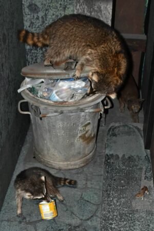 Blick in die konstanzer gasse im bodensee naturmuseum © martina kroth