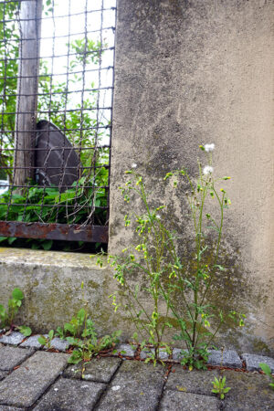 Brache foto2 © albert kümmel schnur
