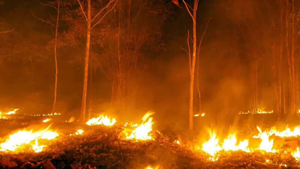 Brennender wald eu mercosur © powershift