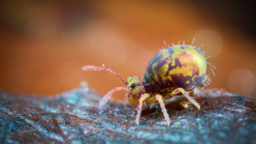 Fotoausstellung: Winzlinge ganz groß