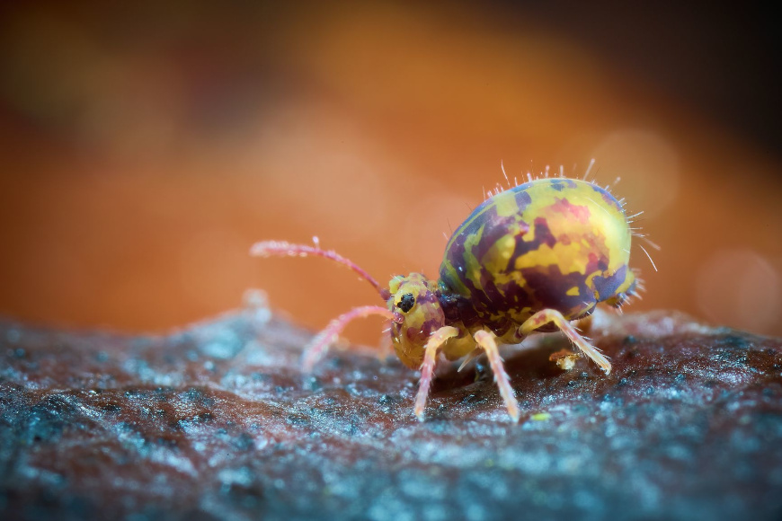 Bunter kugelspringer dicyrtomina ornata © thomas gries