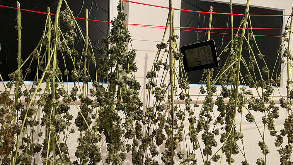 Cannabis club, ernte februar 2026 © miriam nagel