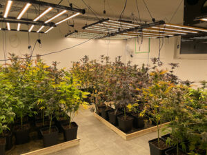 Cannabis club, plantage februar 2026 © miriam nagel