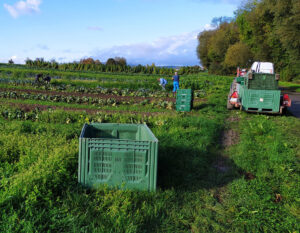 Ernteeinatz 2018 © solawi e.v. konstanz