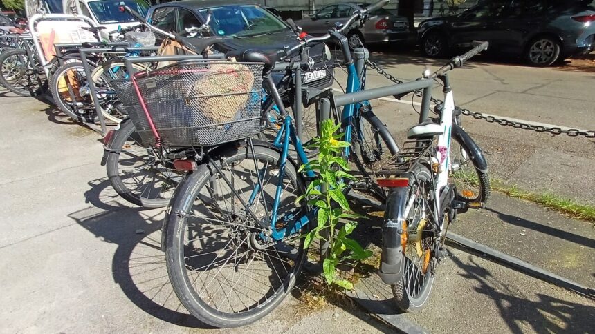 Fahrradfreundlichkeit in Baden-Württemberg: Mit Note 4 zum Spitzenreiter