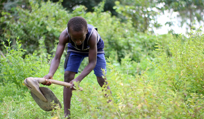 Kinderarbeit in der afrikanischen landwirtschaft ©wikimedia commons