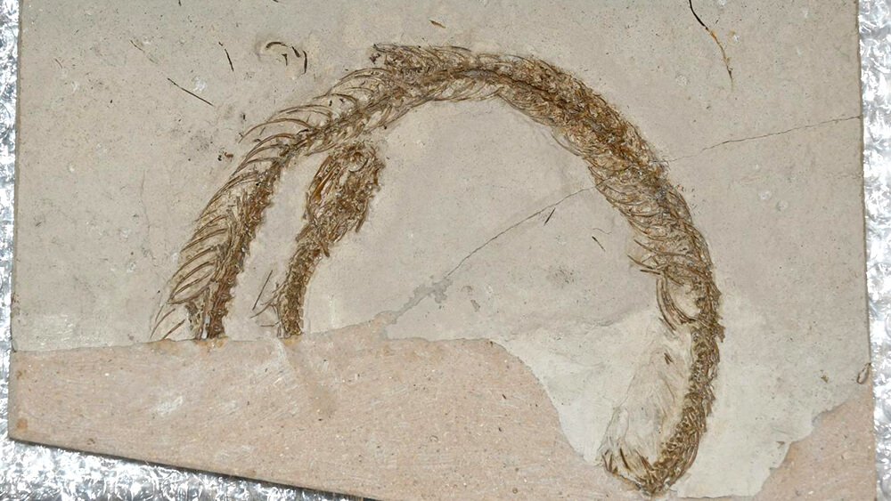 Öhninger schlange © naturkundemuseum konstanz