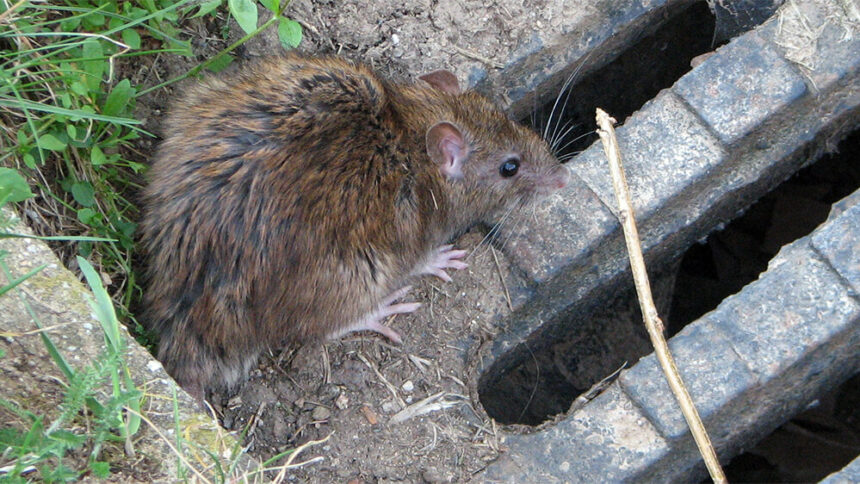 Mit smarter Technik gegen Ratten