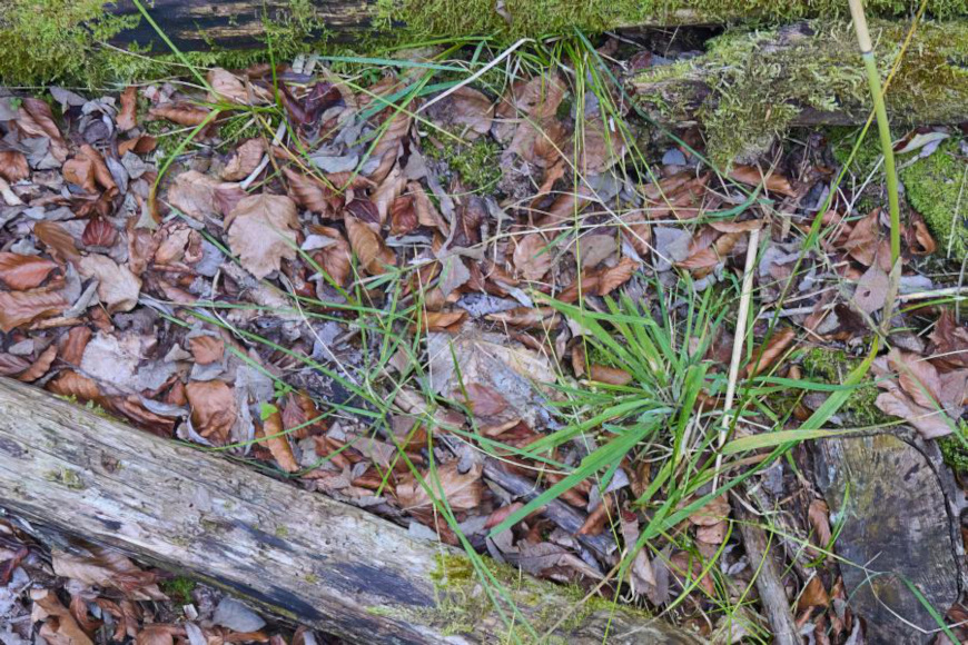 Springfrosch © thomas gries 