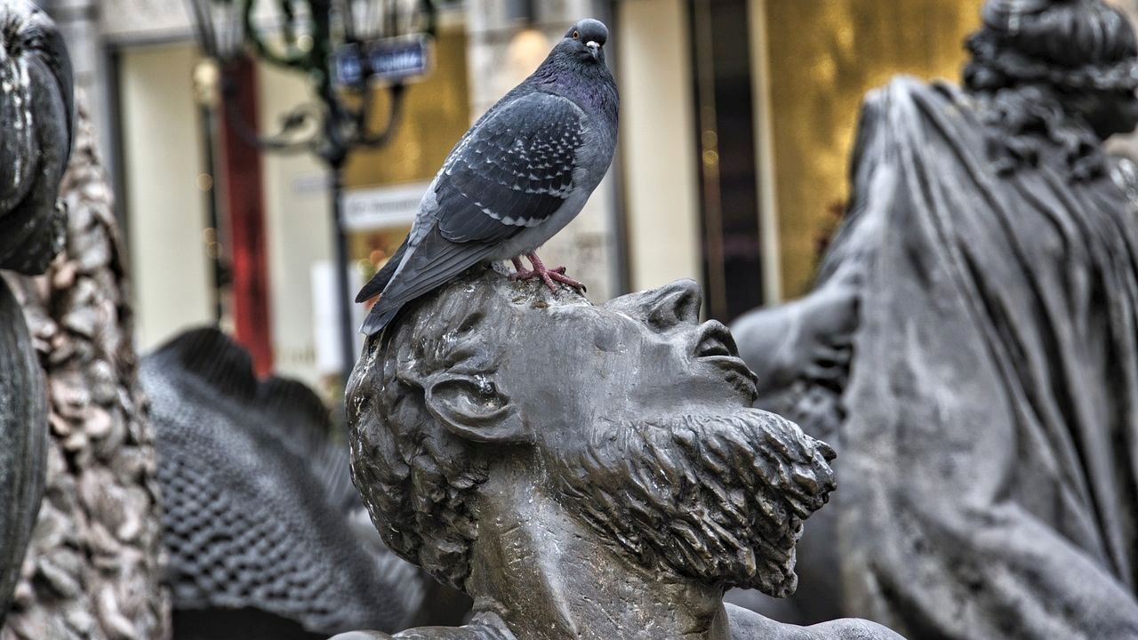 Taube denkmal © manuel alvarez auf pixabay